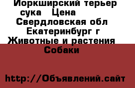 Йоркширский терьер сука › Цена ­ 8 000 - Свердловская обл., Екатеринбург г. Животные и растения » Собаки   